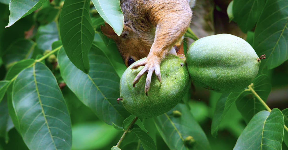 découvrez tout sur les noyers : leur croissance, leurs caractéristiques, et les avantages de leur bois. apprenez comment cultiver ces arbres majestueux et les soins nécessaires pour un jardin prospère.