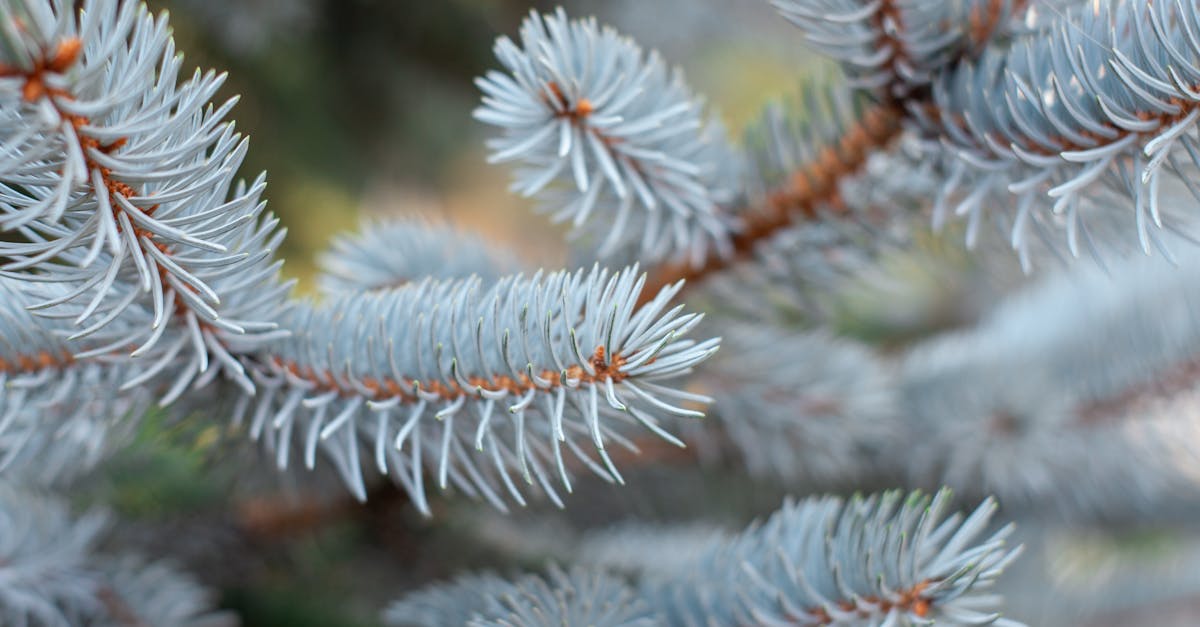 découvrez les secrets du jardinage d'hiver : des conseils pratiques pour cultiver et entretenir votre jardin même pendant les mois les plus froids. apprenez à sélectionner les plantes adaptées et à protéger vos cultures des intempéries.