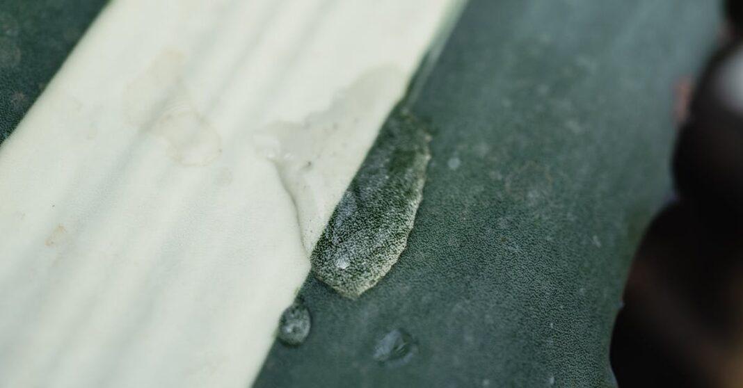 découvrez comment cultiver des plantes résistantes à la sécheresse, idéales pour les jardins durables et respectueux de l'environnement. apprenez des techniques d'irrigation efficaces et choisissez les espèces qui prospèrent même en périodes de sécheresse.