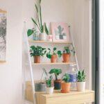 5 Plantes Vertes Populaires Sur Le Web : Lesquelles Choisir ? découvrez l'univers fascinant des plantes d'intérieur! apprenez à choisir, entretenir et profiter de ces merveilleux végétaux qui transformeront votre espace de vie en un havre de paix et de verdure.