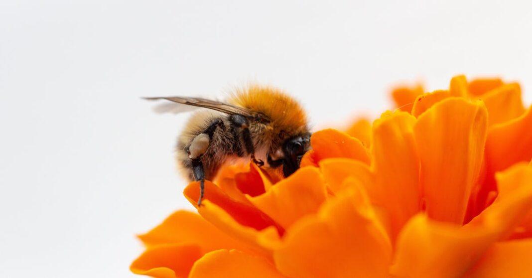 découvrez comment transformer un petit espace extérieur en un jardin miniature enchanteur. idées et conseils pour maximiser votre tiny garden avec des plantes créatives, des aménagements astucieux et des astuces d'entretien.