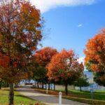 Beaux Jardins À Visiter Au Québec : 10 Coups De Cœur découvrez l'univers enchanteur des jardins : un espace de sérénité, de beauté et de biodiversité. explorez des astuces pour créer et entretenir votre propre jardin, ainsi que des idées inspirantes pour transformer votre espace extérieur en un havre de paix.