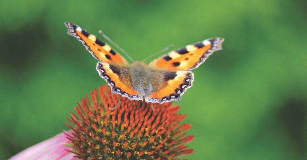 découvrez l'importance des pollinisateurs pour notre écosystème, leur rôle vital dans la pollinisation des plantes et comment leur préservation est essentielle pour la biodiversité et la production alimentaire.