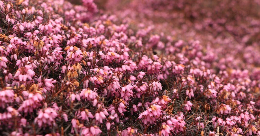 découvrez les haies de cèdre, une option parfaite pour créer des espaces privés et esthétiques dans votre jardin. apprenez à les planter, les entretenir et les tailler pour bénéficier d'une façade naturelle et durable.