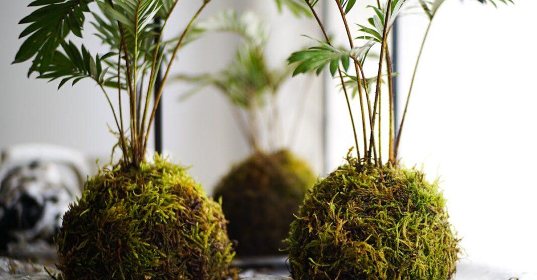 découvrez l'art du kokedama, une technique japonaise de jardinage qui consiste à créer des boulettes de terre recouvertes de mousse et cultivées avec des plantes. apprenez à réaliser votre propre kokedama et apportez une touche de verdure unique à votre intérieur.