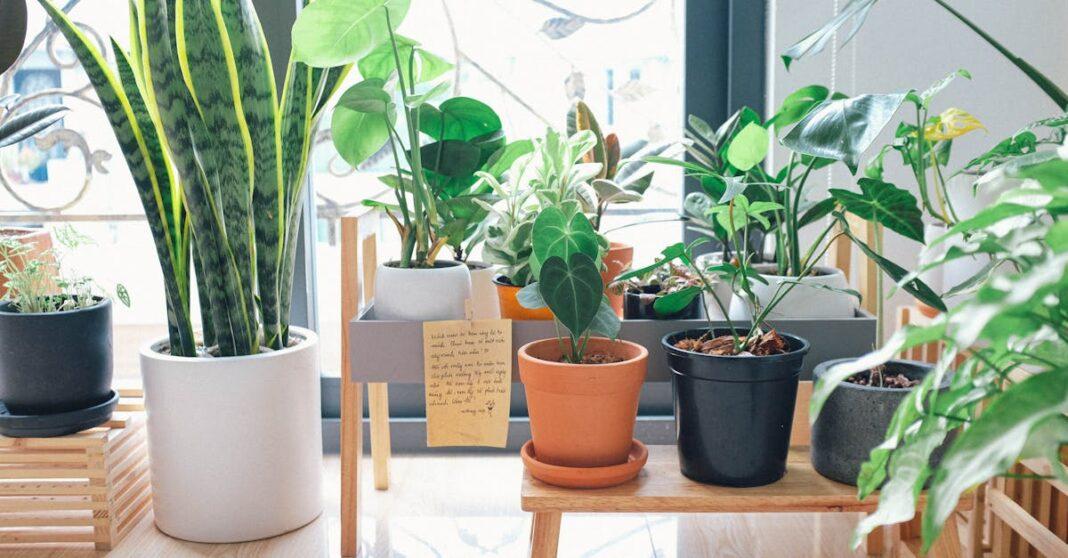 découvrez notre collection de plantes d'intérieur, parfaites pour ajouter une touche de verdure à votre maison. apprenez à en prendre soin et à créer un environnement apaisant avec ces magnifiques houseplants.