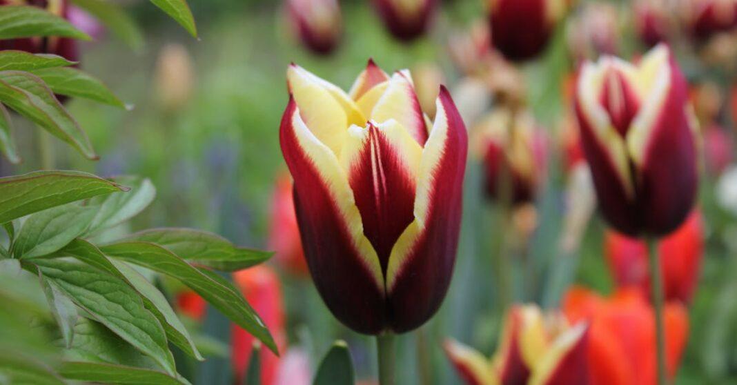 découvrez nos conseils de jardinage pour cultiver un jardin florissant. apprenez les techniques essentielles pour planter, entretenir et récolter vos plantes, quel que soit votre niveau d'expérience. transformez votre espace extérieur en un véritable havre de paix avec nos astuces pratiques et écologiques.