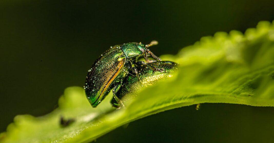 découvrez nos solutions efficaces de contrôle des pestes pour protéger votre maison et votre santé. nos experts vous aident à éradiquer les nuisibles et à maintenir un environnement sain. contactez-nous dès aujourd'hui!