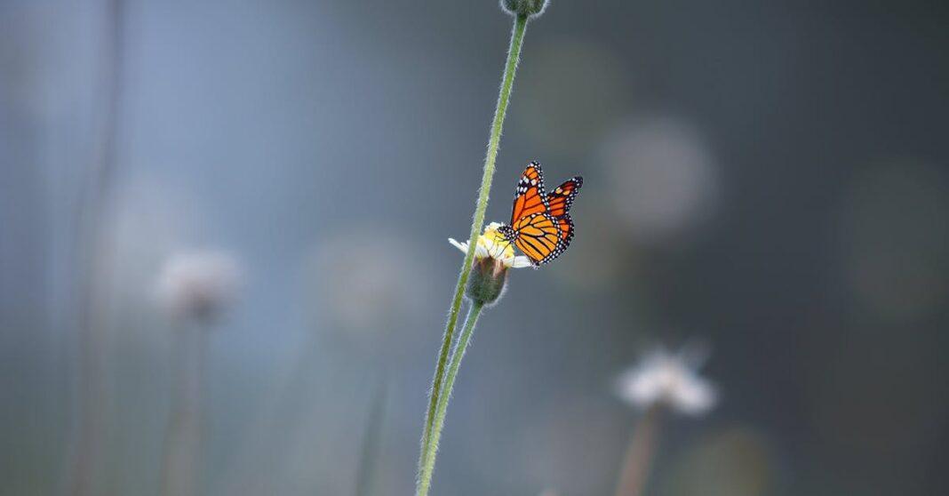 découvrez l'art du jardinage d'automne et apprenez les meilleures techniques pour préparer votre jardin pour la saison froide. plantes, conseils et astuces pour un jardin florissant même en automne.