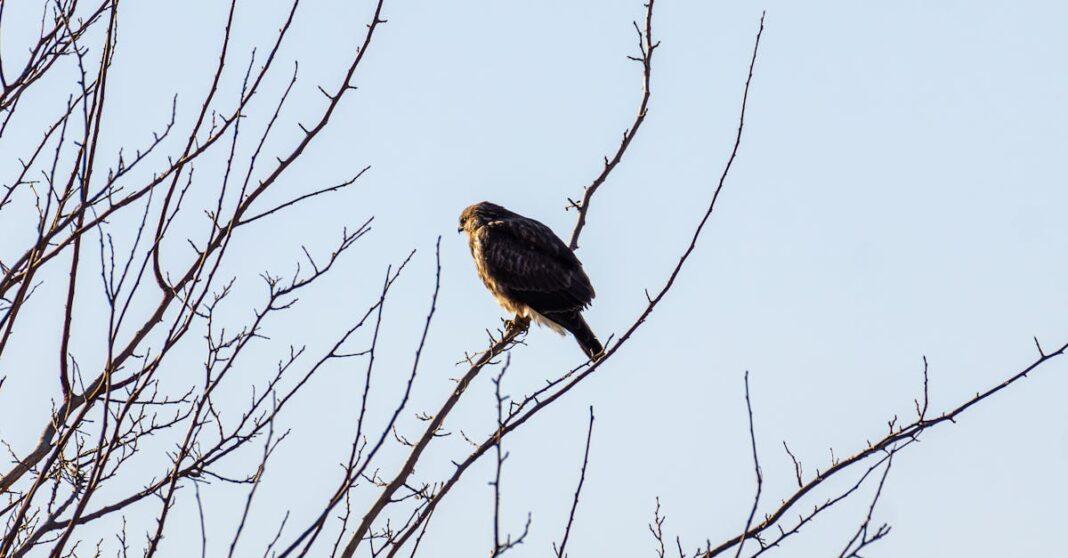 découvrez l'art de l'alimentation des oiseaux avec nos conseils pratiques et nos astuces pour attirer une variété d'espèces dans votre jardin. apprenez à choisir les bonnes graines, les meilleurs mangeoires, et à créer un environnement accueillant pour vos amis à plumes.