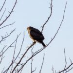 Remplir Vos Mangeoires Pour Nourrir Les Oiseaux : 7 Conseils découvrez l'art de l'alimentation des oiseaux avec nos conseils pratiques et nos astuces pour attirer une variété d'espèces dans votre jardin. apprenez à choisir les bonnes graines, les meilleurs mangeoires, et à créer un environnement accueillant pour vos amis à plumes.