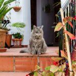 Terrasse À Paliers : 6 Idées Pour Gagner En Espace découvrez notre sélection de terrasses élégantes et fonctionnelles pour sublimer vos espaces extérieurs. profitez d'un cadre accueillant pour vos moments de détente en famille ou entre amis.