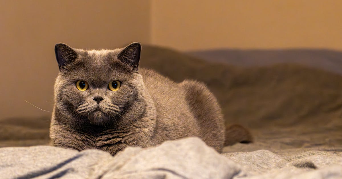 découvrez l'art de nourrir les oiseaux et apprenez à attirer diverses espèces chez vous. des conseils pratiques pour choisir les bons aliments et accessoires, afin de transformer votre jardin en un véritable havre de paix pour ces créatures fascinantes.