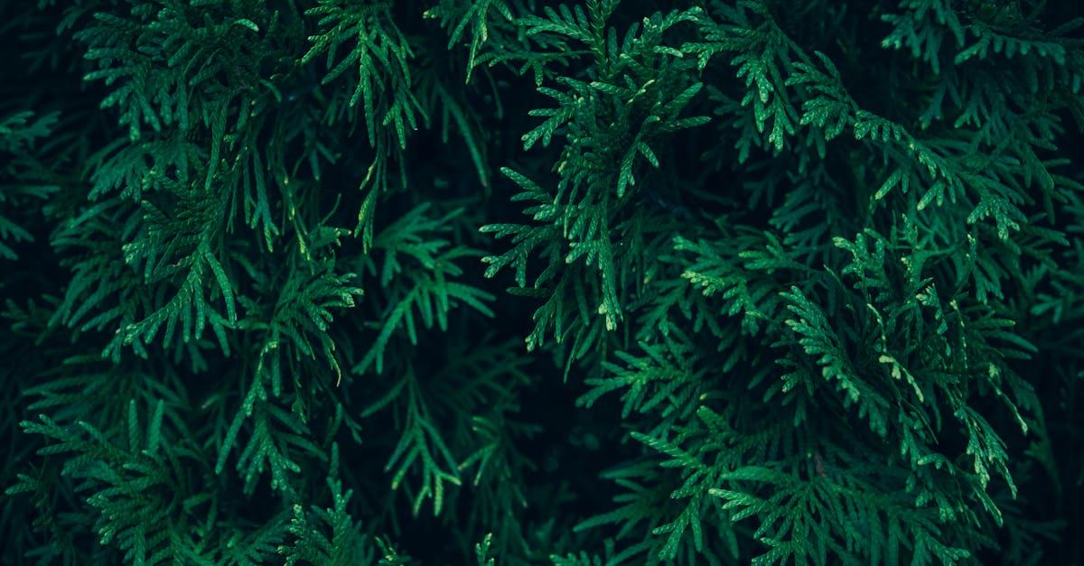 découvrez les haies de cèdre, une solution élégante et durable pour votre jardin. parfaites pour garantir l'intimité, améliorer l'esthétique et offrir une protection contre le vent, les haies de cèdre sont faciles à entretenir et s'adaptent à tous les espaces extérieurs.