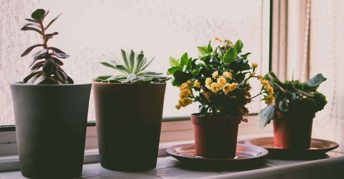 découvrez l'univers du jardinage en conteneurs ! apprenez à cultiver vos plantes préférées dans des pots et jardinières, même avec un espace réduit. idéal pour les balcons et les terrasses, le jardinage en conteneurs vous permet de profiter d'un oasis de verdure chez vous, quelle que soit la taille de votre espace. explorez nos astuces et conseils pour réussir vos plantations et égayer votre environnement.