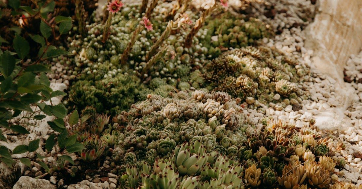 découvrez des méthodes et des astuces pour cultiver des plantes résistantes à la sécheresse qui prospèrent même dans les conditions les plus arides. apprenez à préserver l'eau et à maintenir un jardin florissant tout en respectant l'environnement.