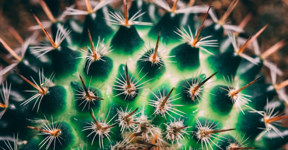 découvrez des solutions efficaces et des techniques innovantes pour cultiver des plantes résistantes à la sécheresse. apprenez à adapter votre jardin ou vos cultures aux conditions climatiques extrêmes tout en préservant l'environnement.