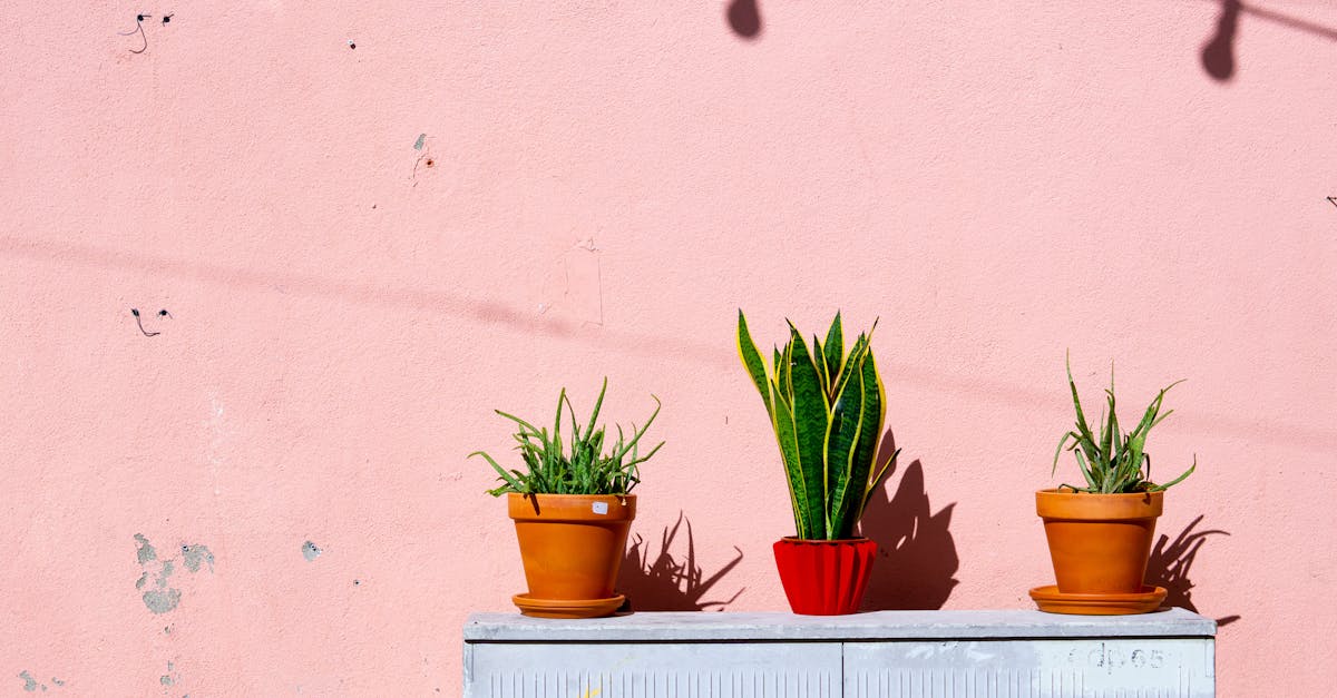découvrez l'art du jardinage à domicile avec nos conseils pratiques, astuces de culture et inspirations pour aménager votre espace vert. que vous soyez débutant ou expert, transformez votre maison en un havre de paix florissant.