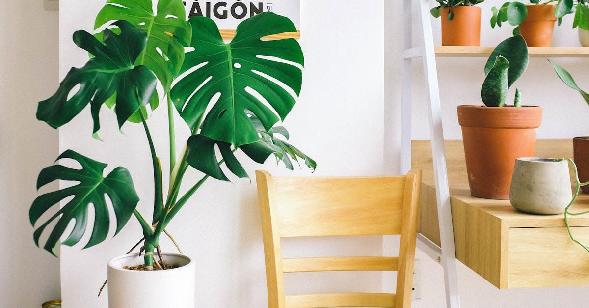 découvrez l'univers fascinant des plantes d'intérieur : astuces d'entretien, choix des espèces, et bienfaits pour votre espace de vie. transformez votre maison en un véritable havre de verdure !