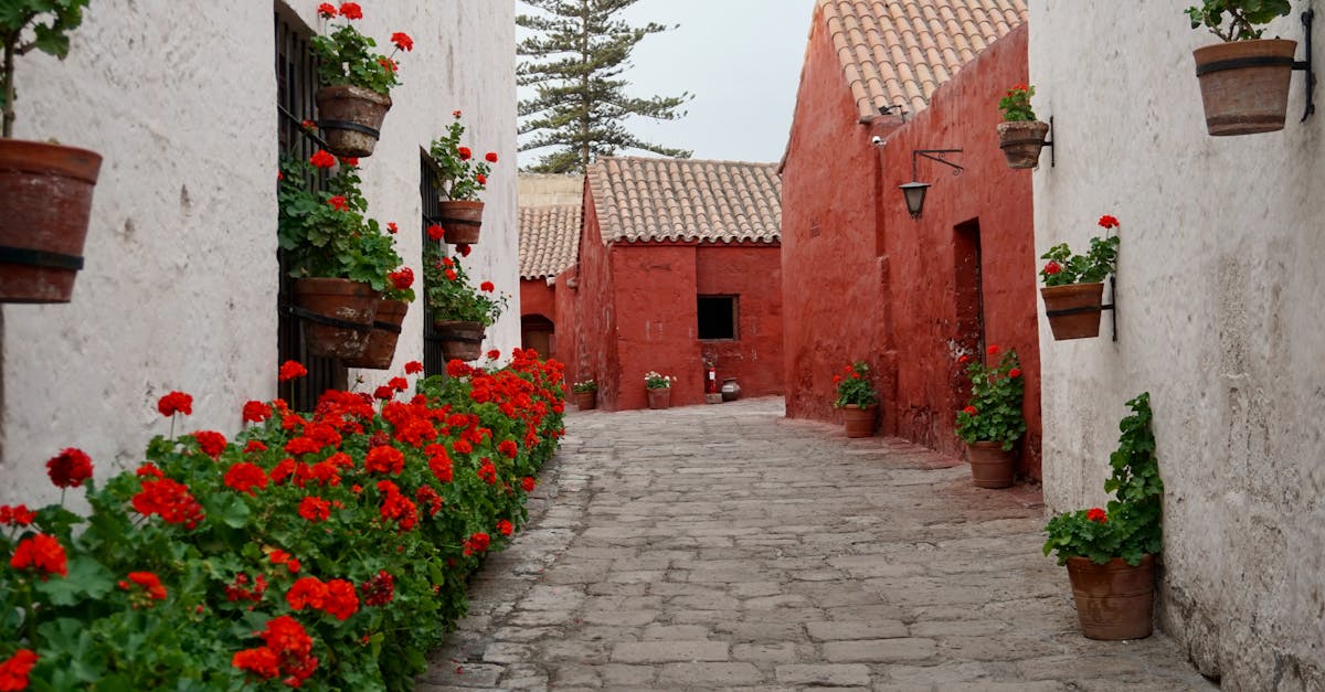 découvrez le charme d'une cour étroite où l'intimité rencontre la beauté. plongez dans un espace unique, décoré avec soin, qui offre une atmosphère paisible et inspirante. idéal pour des moments de détente ou des rencontres conviviales.