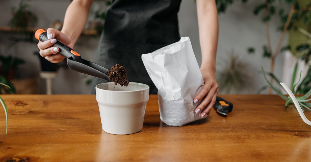 découvrez comment optimiser la nutrition de vos plantes pour assurer leur croissance saine et vigoureuse. explorez les nutriments essentiels, les techniques d'alimentation et les meilleures pratiques pour un jardin florissant.