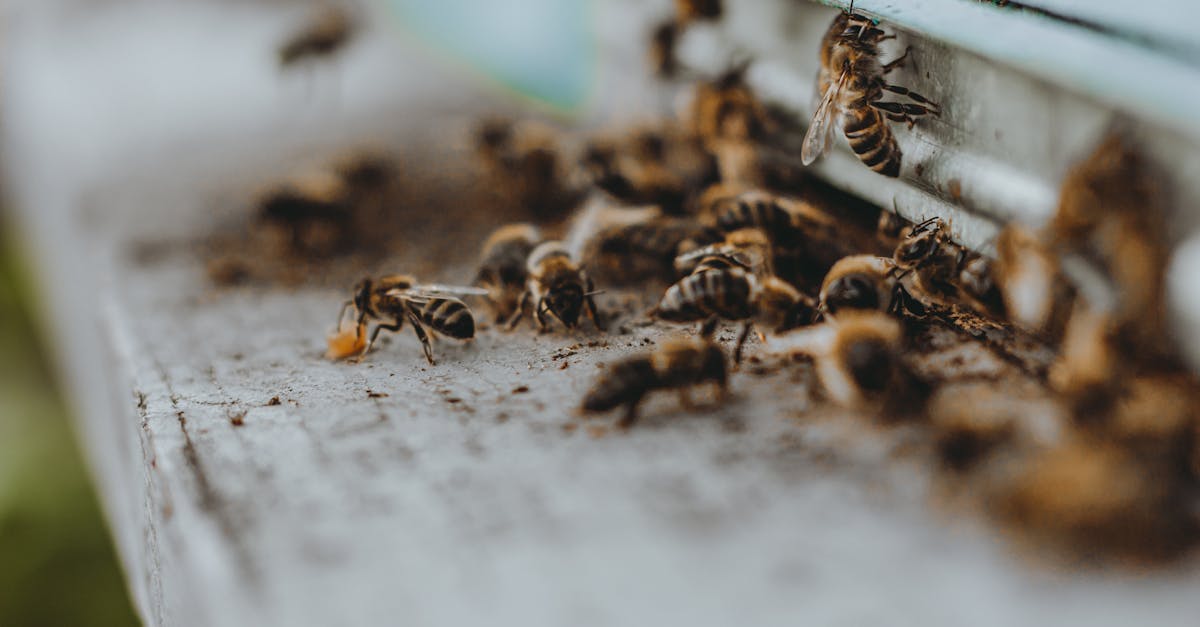découvrez l'importance des pollinisateurs dans notre écosystème. apprenez comment ces créatures essentielles contribuent à la production alimentaire et à la biodiversité.