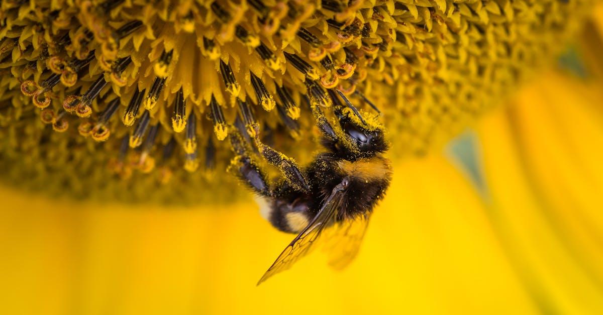 découvrez l'importance des pollinisateurs pour notre écosystème. apprenez comment ils contribuent à la biodiversité, à la production alimentaire et à la santé des plantes. protégeons ensemble ces précieux alliés de la nature!
