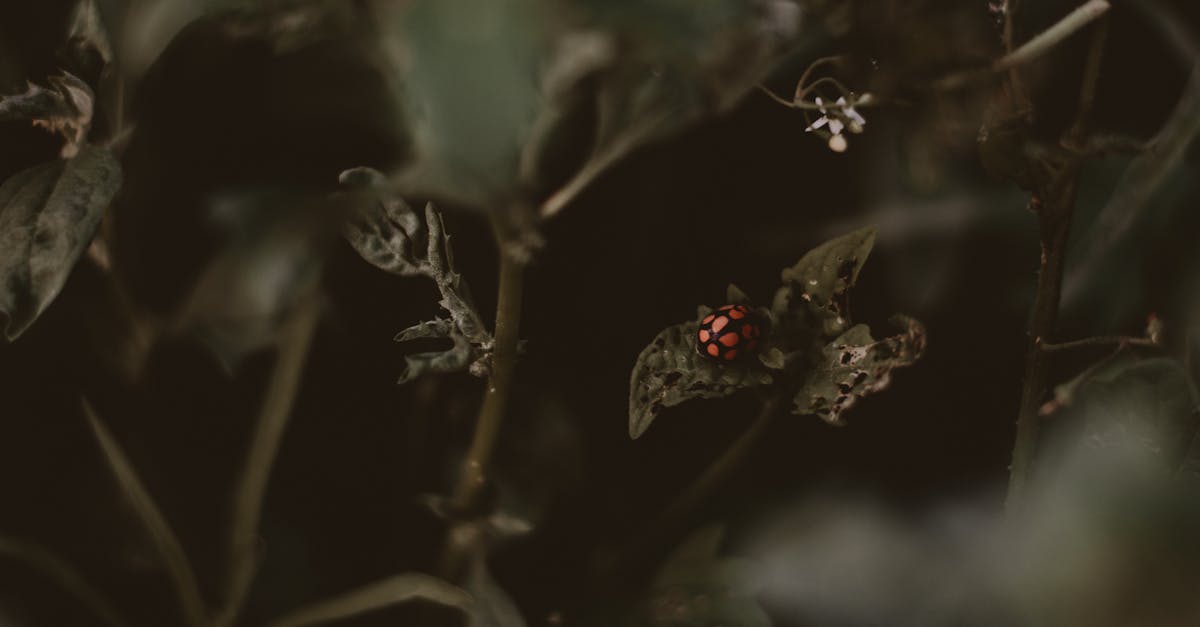 découvrez notre guide complet pour créer un jardin miniature captivant. apprenez à exploiter chaque centimètre carré avec des astuces de plantation, des idées de décoration et des conseils d'entretien pour transformer votre petit espace en un havre de paix verdoyant.