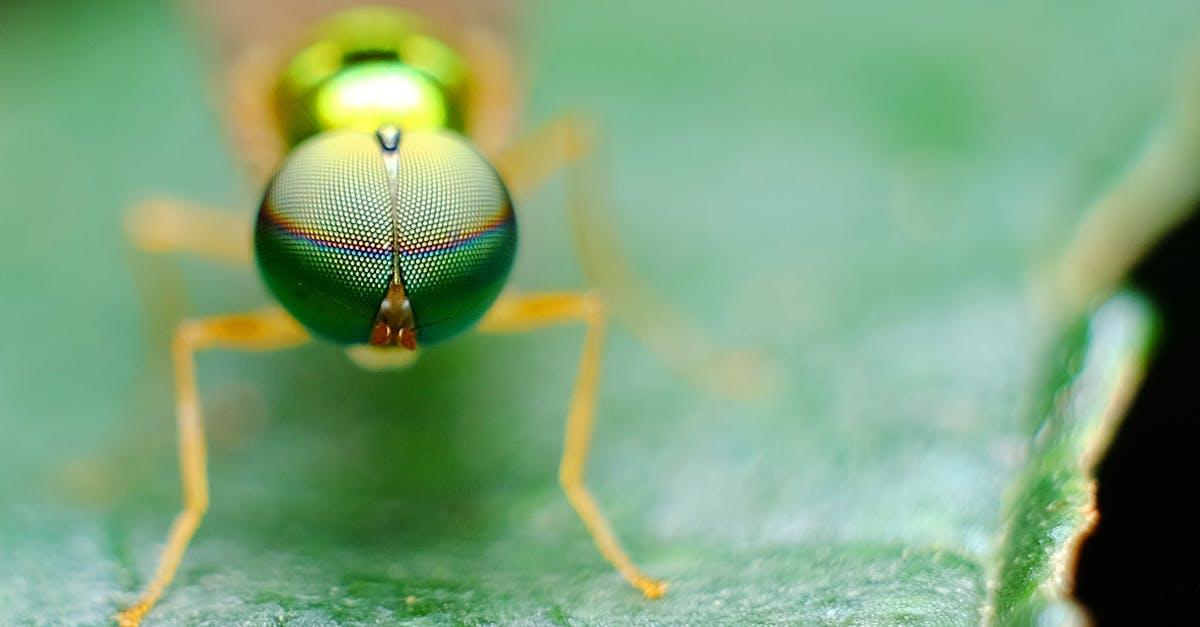 découvrez l'art de créer un jardin miniature avec des plantes soigneusement choisies et des accessoires charmants. transformez un petit espace en un havre de verdure, d'harmonie et de tranquillité, où chaque détail compte. parfait pour les amateurs de jardinage et ceux qui souhaitent égayer leur intérieur ou balcon.