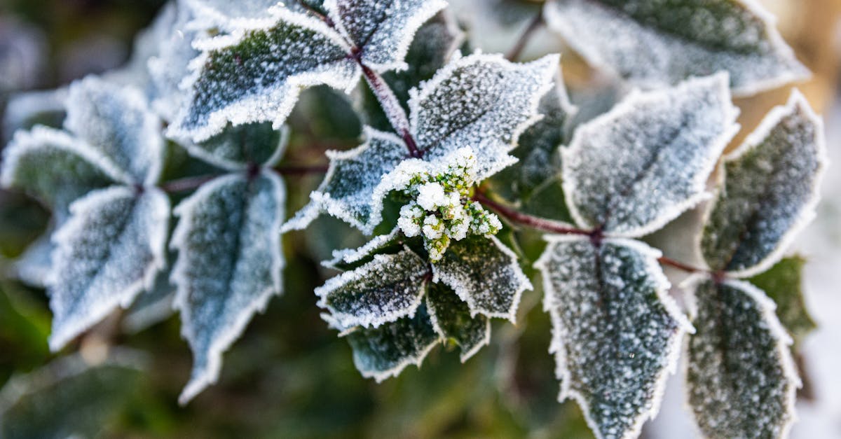 découvrez l'élégance et la sérénité d'un jardin d'hiver, un espace enchanteur où la nature rencontre le confort. idéal pour se détendre ou recevoir, transformez vos hivers en moments de magie au cœur de votre maison.