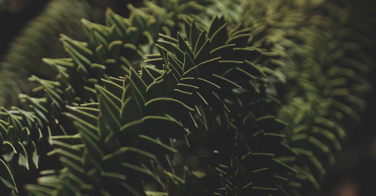 découvrez la race d'oiseaux fascinante des araucanas, réputée pour ses œufs colorés et son plumage unique. apprenez-en plus sur leur origine, leurs caractéristiques et leur importance dans l'élevage avicole.