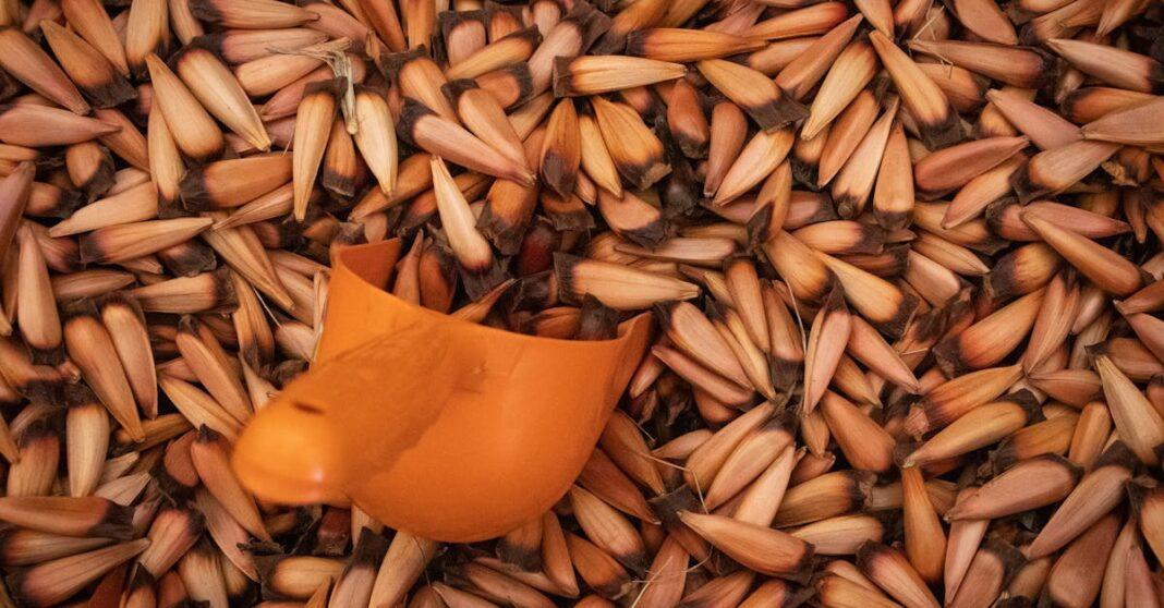 découvrez l'araucana, une race de poules unique au plumage coloré et aux œufs à coquille bleu-vert. apprenez tout sur ses origines, ses caractéristiques et comment élever ces gallinacés fascinants dans votre jardin.