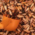 L'araucana, cette fascinante poule qui pond des œufs verts et bleus découvrez l'araucana, une race de poules unique au plumage coloré et aux œufs à coquille bleu-vert. apprenez tout sur ses origines, ses caractéristiques et comment élever ces gallinacés fascinants dans votre jardin.