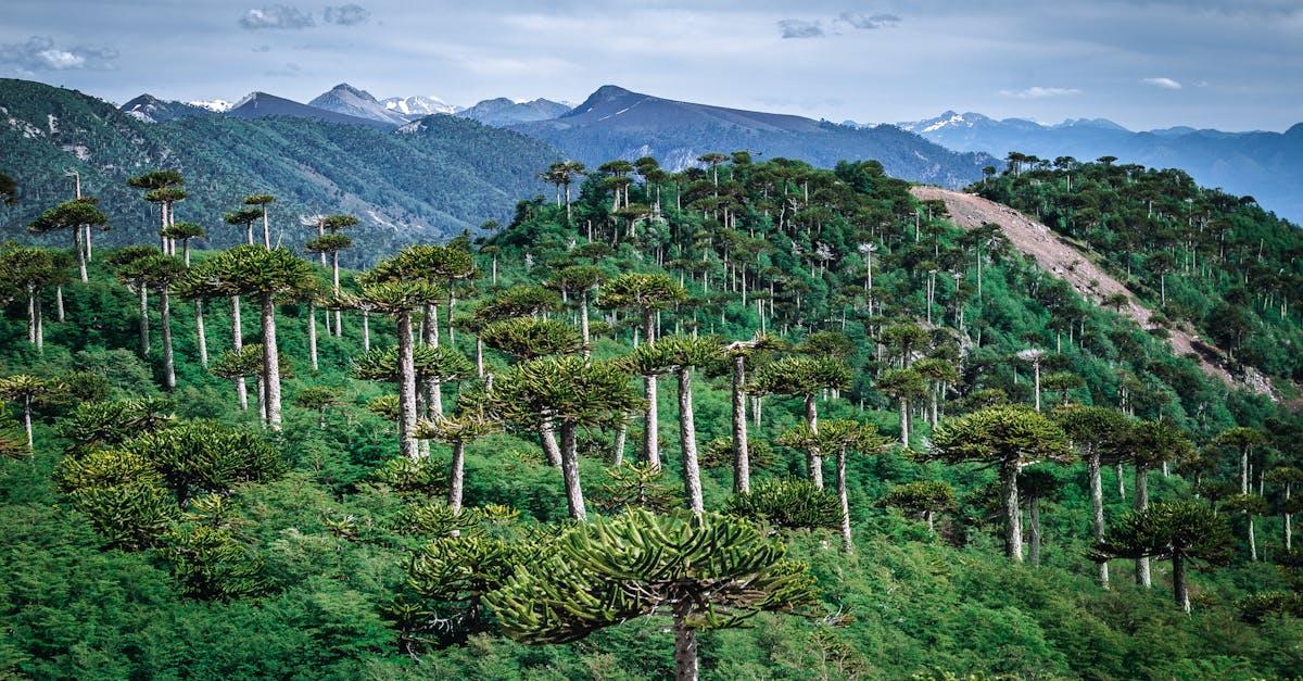 découvrez l'araucana, une race de poule unique réputée pour ses œufs bleus et verts. apprenez-en davantage sur son origine, ses caractéristiques et ses avantages pour votre élevage backyard. plongez dans le monde fascinant de cette volaille atypique et enrichissez vos connaissances avicoles.