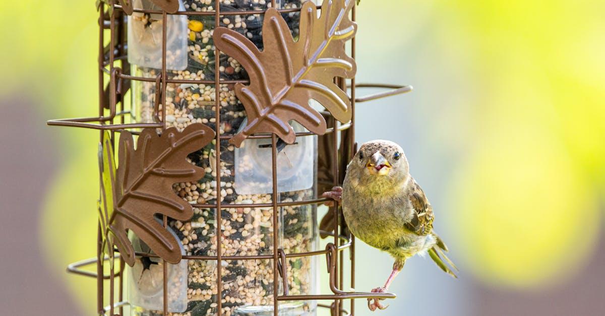 découvrez notre sélection de mangeoires pour oiseaux, parfaites pour attirer et nourrir vos amis à plumes. offrez-leur un refuge confortable tout en embellissant votre jardin. idéales pour les passionnés d'ornithologie, nos mangeoires allient fonctionnalité et esthétique.