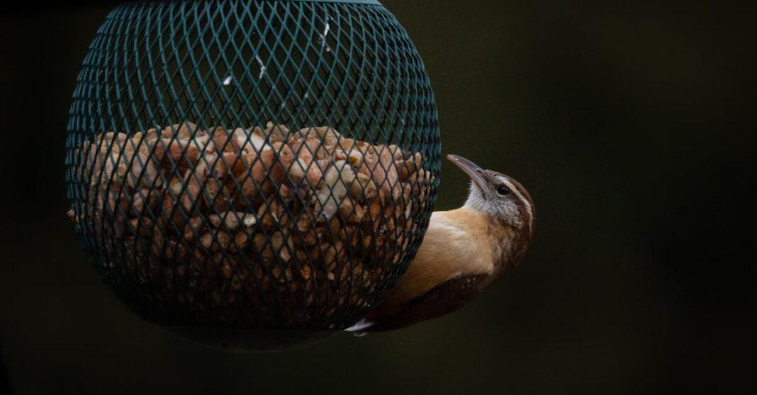 découvrez notre sélection de mangeoires à oiseaux, idéales pour attirer une variété d'oiseaux dans votre jardin. offrez-leur un refuge sûr et une alimentation abondante tout en ajoutant une touche décorative à votre extérieur.