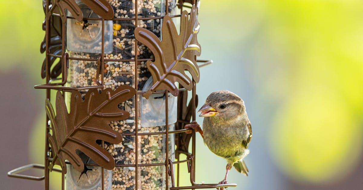 découvrez notre sélection de mangeoires à oiseaux, parfaites pour attirer une variété d'oiseaux dans votre jardin. fabriquées avec des matériaux durables et conçues pour un entretien facile, nos mangeoires ajouteront une touche naturelle à votre espace tout en offrant un festin appétissant aux oiseaux locaux.