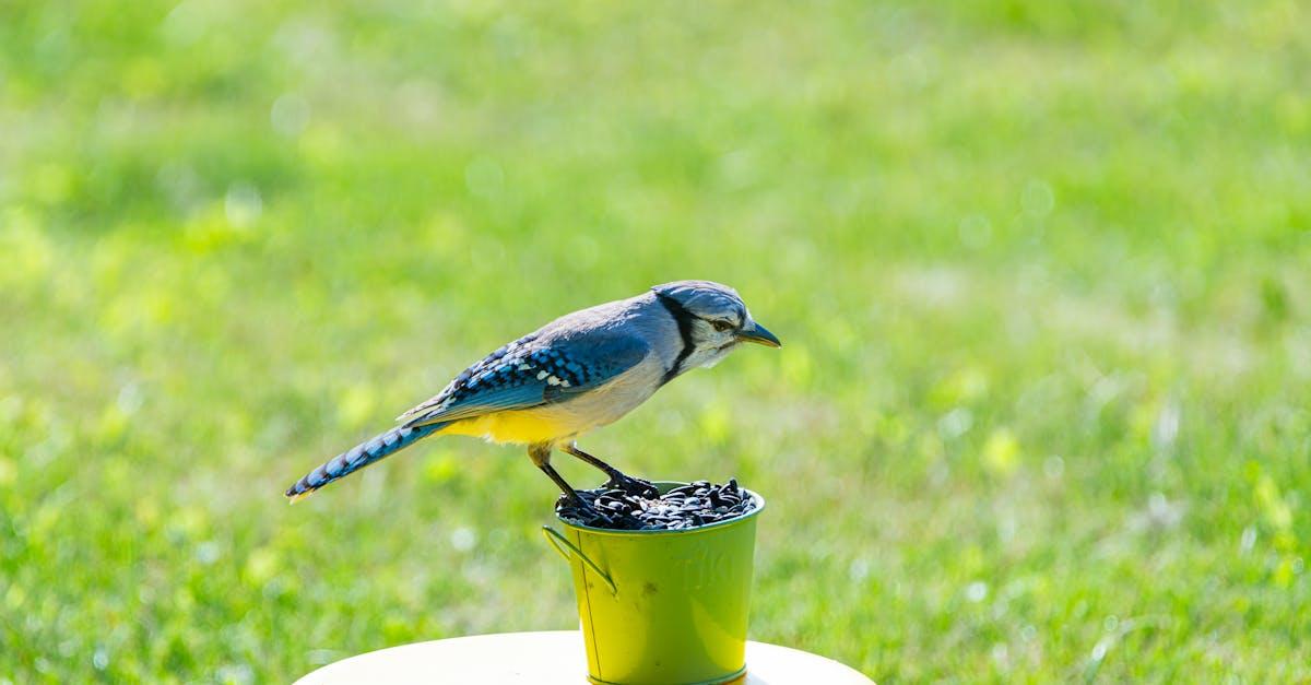 découvrez notre sélection variée de mangeoires pour oiseaux, parfaites pour attirer vos amis à plumes dans votre jardin. profitez d'un spectacle naturel tout en nourrissant les oiseaux. idéales pour les passionnés de nature et de jardinage !