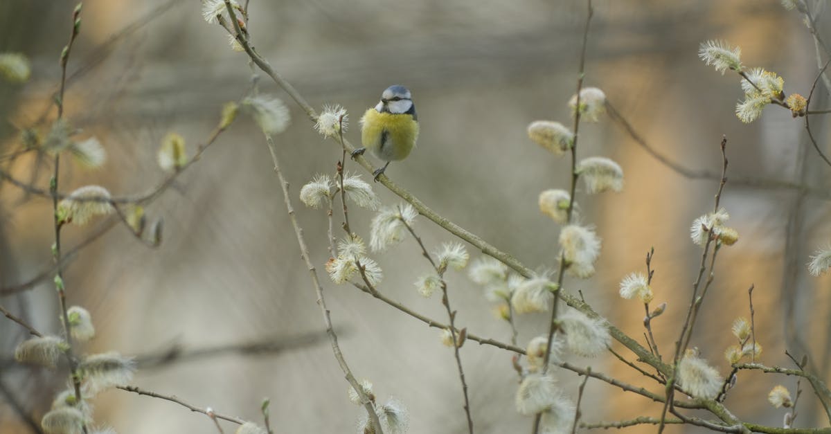 découvrez le sympathique bleuet, un petit oiseau coloré aux plumes vibrantes. apprenez-en davantage sur ses habitudes, son habitat et son chant mélodieux, tout en explorant le monde fascinant des oiseaux dans nos jardins.