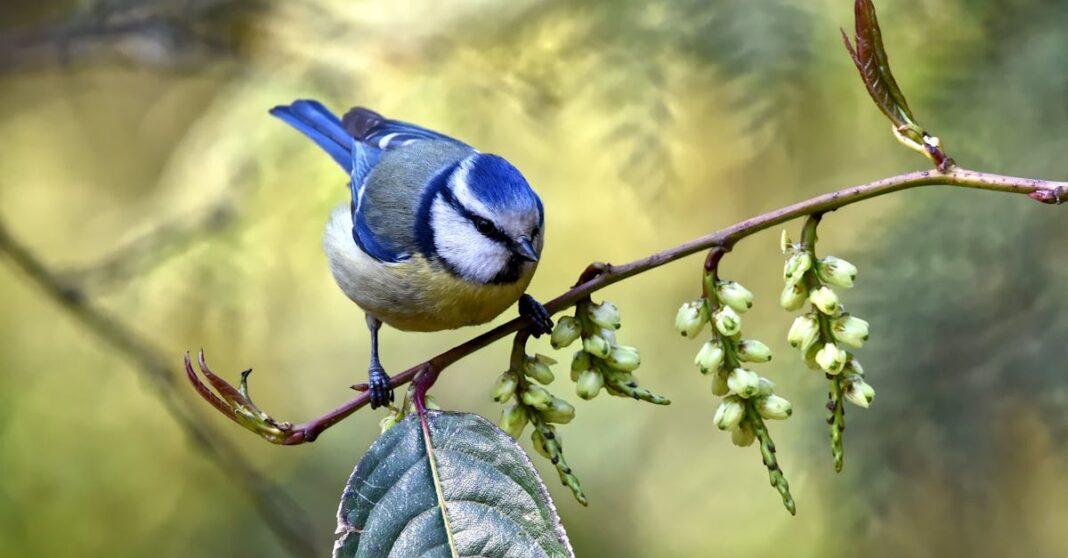 découvrez le charme et l'élégance de la mésange bleue, un petit oiseau coloré qui égaye nos jardins. apprenez-en plus sur ses habitudes, son habitat et son chant mélodieux.