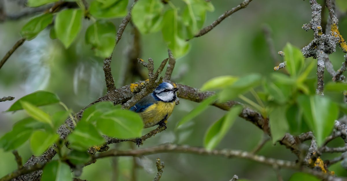 découvrez le mésange bleue, un oiseau coloré et sociable, connu pour ses acrobaties aériennes et son chant mélodieux. apprenez-en davantage sur son habitat, ses habitudes alimentaires et son rôle dans l'écosystème.