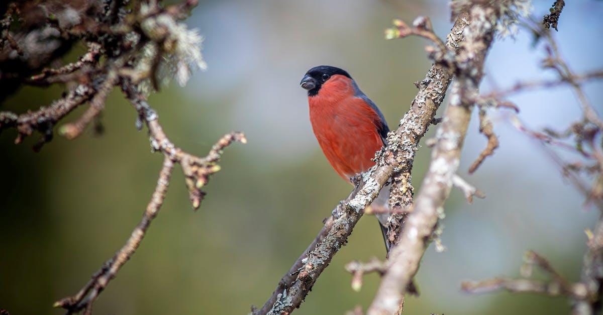 découvrez le merle coloré et captivant connu sous le nom de bullfinch. apprenez-en davantage sur son habitat, son comportement et les caractéristiques qui en font un oiseau fascinant à observer dans la nature.