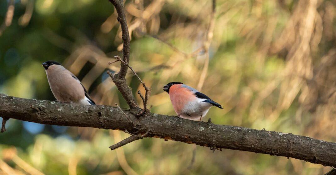 découvrez le buseur, cet oiseau fascinant aux couleurs éclatantes. apprenez-en plus sur son habitat, ses comportements et son rôle dans l'écosystème, ainsi que des conseils pour l'observer dans la nature.