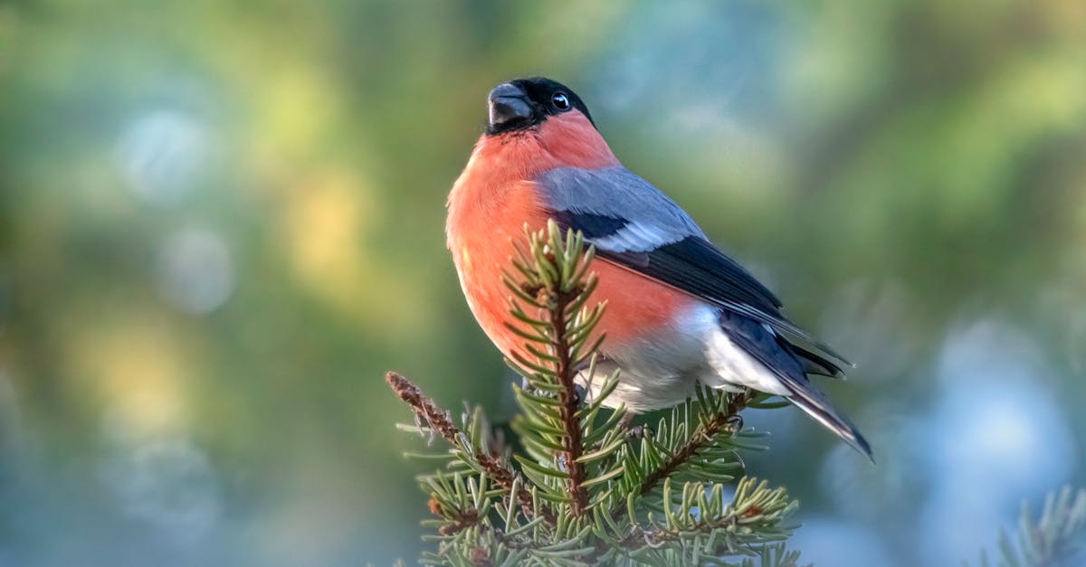 découvrez le bullfinch, un oiseau coloré et captivant de la faune aviaire. apprenez-en davantage sur ses caractéristiques, son habitat, son chant mélodieux et son comportement fascinant à travers des articles passionnants et des photos saisissantes.