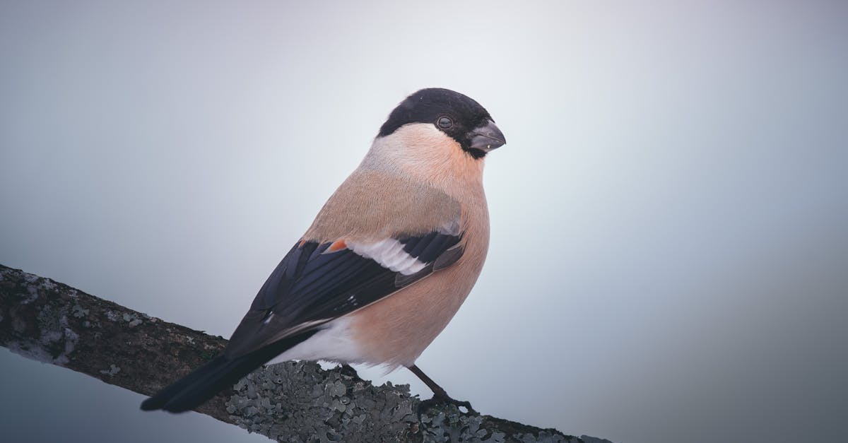 découvrez le bouvreuil, un oiseau au plumage éclatant et à la mélodie envoûtante. apprenez tout sur son habitat, son comportement et son rôle dans l'écosystème. un guide complet pour les passionnés d'ornithologie et les amoureux de la nature.