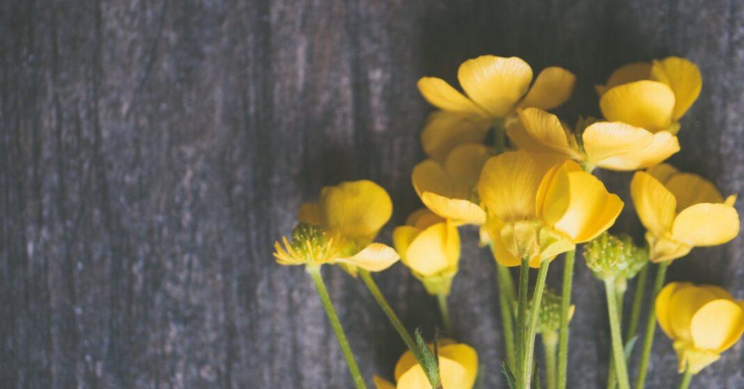 découvrez le charme de la fleur de buttercup, avec ses pétales dorés et son symbole de bonheur. explorez ses caractéristiques, son habitat et son importance dans les écosystèmes, tout en apprenant comment cette plante enjouée peut embellir votre jardin.