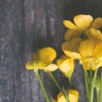 Tout savoir sur la renoncule des fleuristes : guide de culture et astuces découvrez le charme de la fleur de buttercup, avec ses pétales dorés et son symbole de bonheur. explorez ses caractéristiques, son habitat et son importance dans les écosystèmes, tout en apprenant comment cette plante enjouée peut embellir votre jardin.