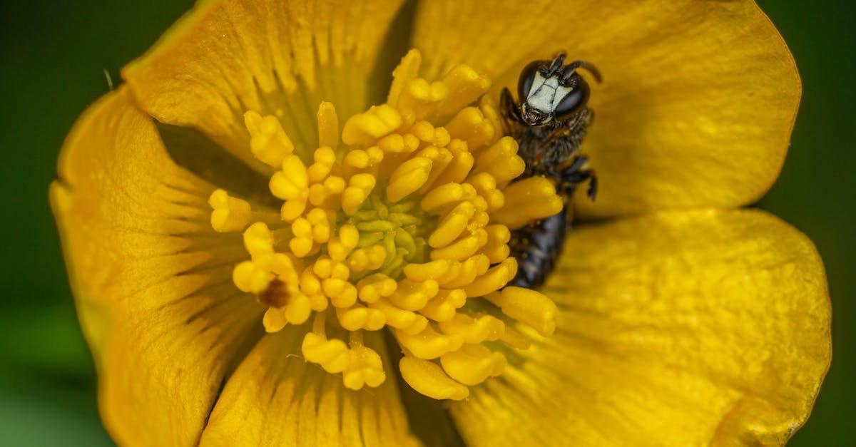 découvrez le monde fascinant des boutons d'or (buttercup), des fleurs printanières emblématiques. apprenez leurs caractéristiques, leur culture et les légendes qui les entourent. un voyage dans la nature à ne pas manquer !