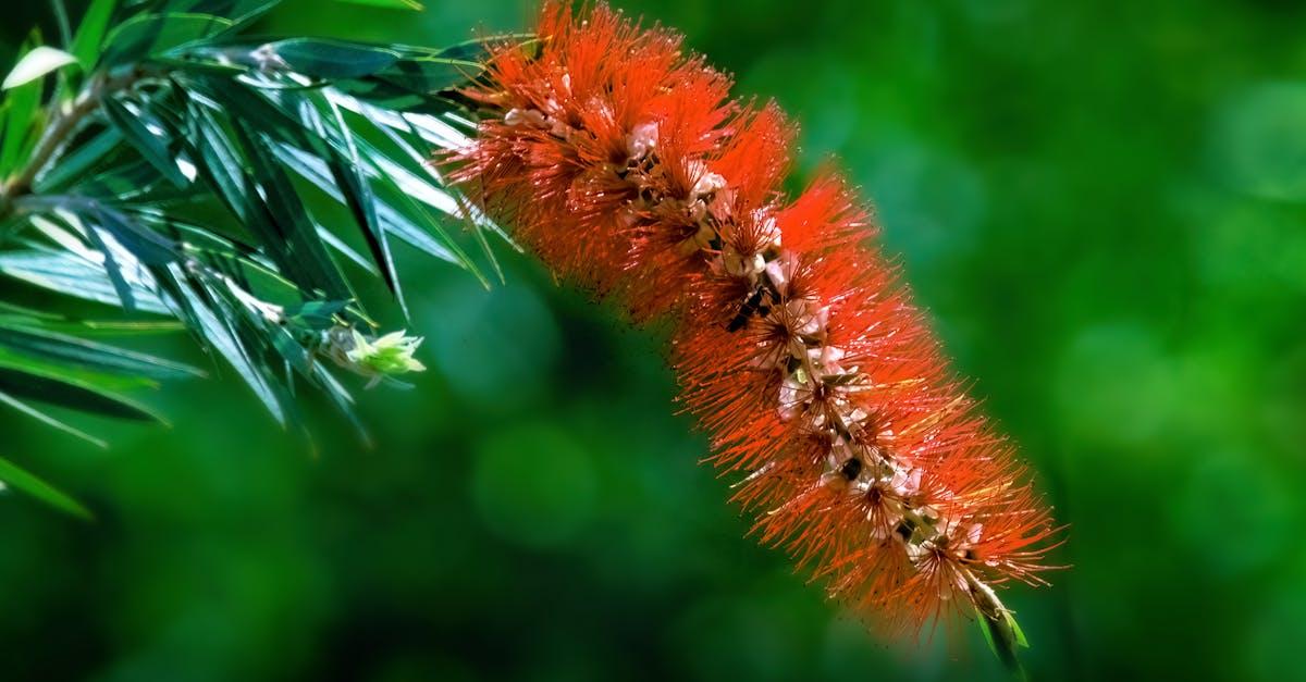 découvrez le callistemon, une plante exotique aux fleurs colorées et à l'aspect unique. apprenez à l'intégrer dans votre jardin pour apporter une touche d'originalité et de charme, tout en profitant de ses avantages en matière de biodiversité.