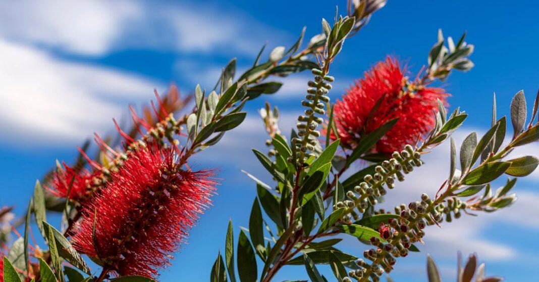 découvrez le callistemon, une magnifique plante aux fleurs colorées et aux feuillages attrayants. apprenez comment l'intégrer dans votre jardin, ses besoins en arrosage, en lumière et les meilleures méthodes d'entretien pour profiter pleinement de cette espèce résistante et esthétique.